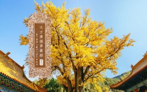 大方广佛华严经卷第七十六-内学智慧