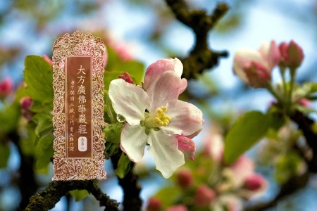 大方广佛华严经卷第六-内学智慧