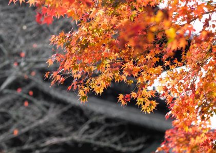 大方广菩萨藏文殊师利根本仪轨经卷第四