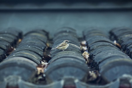 佛说瞻婆比丘经-内学智慧