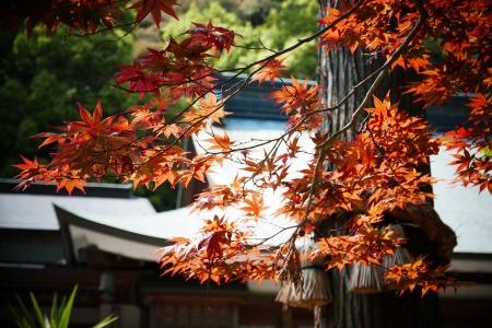 道行般若波罗蜜经卷第九-内学智慧