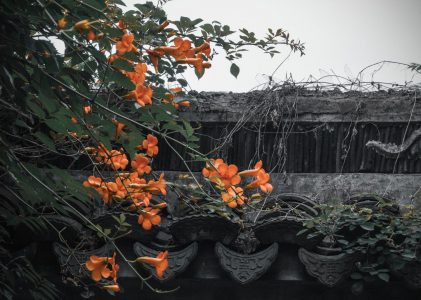 阿鸠留经