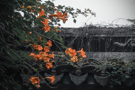 佛说濡首菩萨无上清净分卫经-内学智慧