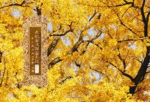 大般若波罗蜜多经卷第三百八十四-内学智慧