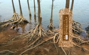 大般若波罗蜜多经卷第五百一-内学智慧