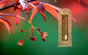 大般若波罗蜜多经卷第五百二十七-内学智慧