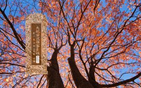 大般若波罗蜜多经卷第五百四十四-内学智慧