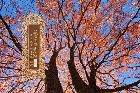 大般若波罗蜜多经卷第五百四十四-内学智慧宝库