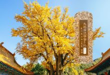 大般若波罗蜜多经卷第一百七十五-内学智慧