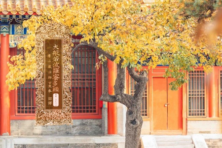 大般若波罗蜜多经卷第一百九十六-内学智慧