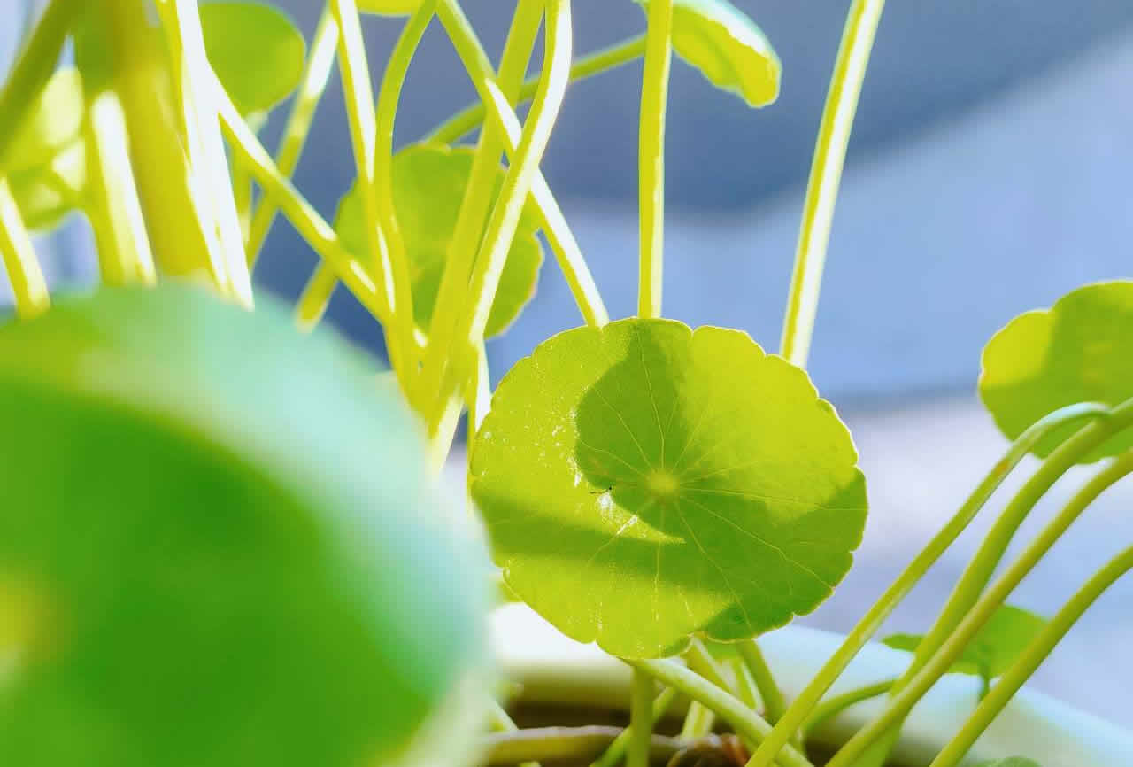 《大方广圆觉修多罗了义经  》讲义附亲闻记-内学智慧