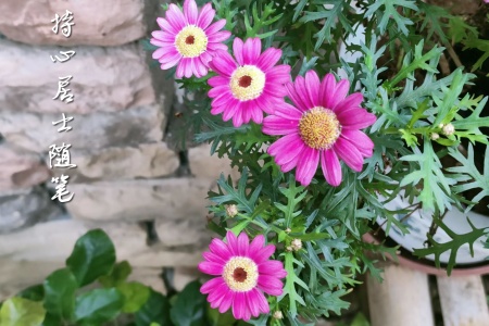 善用其心，或困于其欲：顶生王的生命选择题-内学智慧宝库