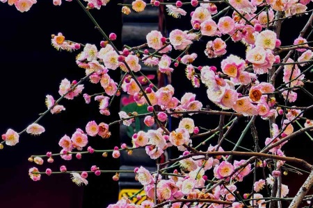 读《净土境观要门》的一点感想-内学智慧宝库